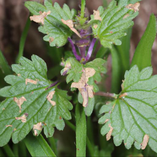 Common pests and diseases of lamium maculatum roseum