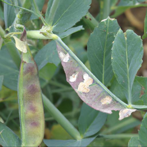 Common pests and diseases of lathyrus odoratus olive d