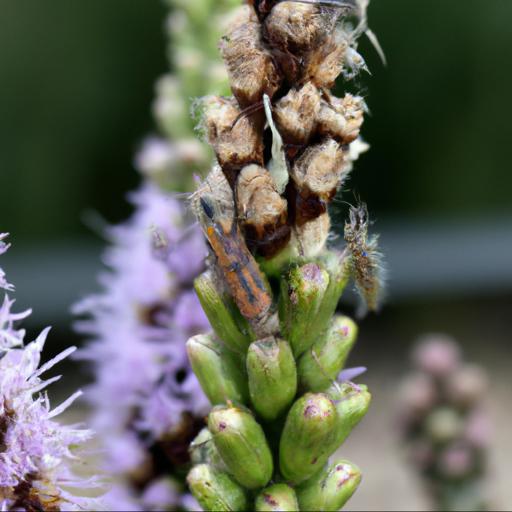 Common pests and diseases of liatris spicata