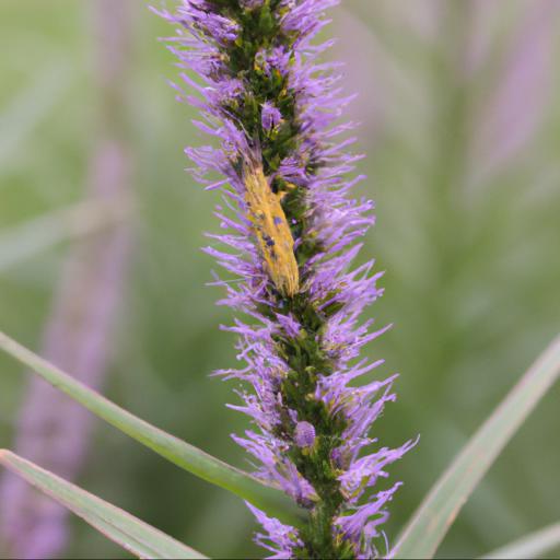 Common pests and diseases of liatris spicata kobold