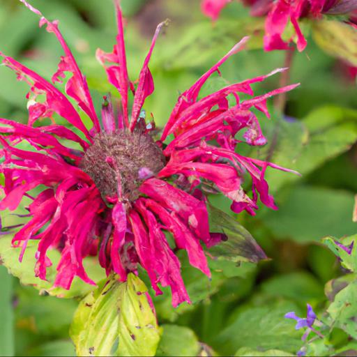 Common pests and diseases of monarda cambridge scarlet