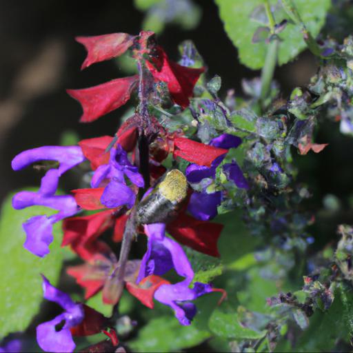 Common pests and diseases of salvia greggii royal bumble