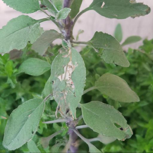 Common pests and diseases of salvia microphylla cerro potosi