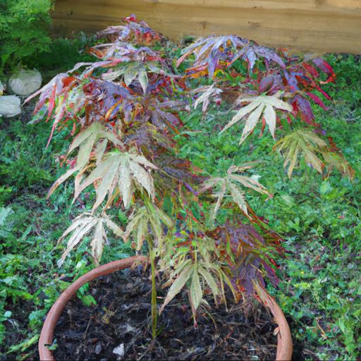 Common problems and solutions for acer palmatum osakazuki