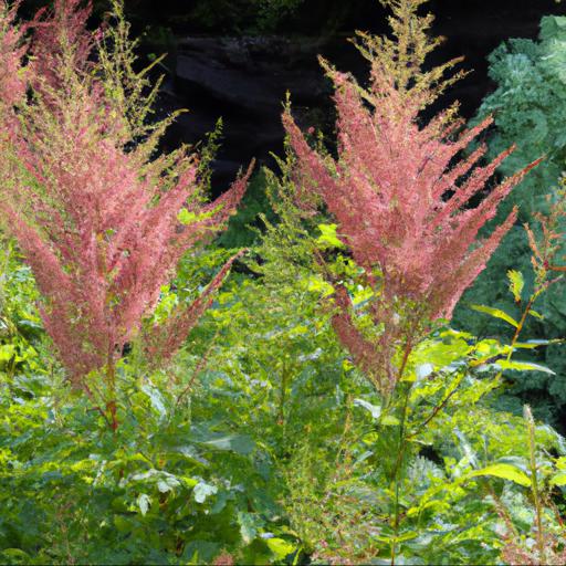 Common problems and solutions for astilbe rheinland