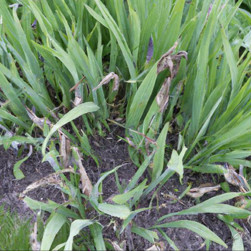 Common problems when growing iris sibirica