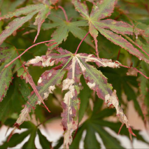 Common problems with acer palmatum van der maat