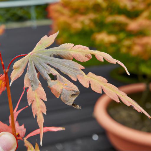 Common problems with acer palmatum var