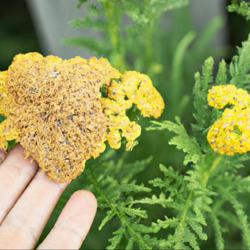 Common problems with achillea coronation gold