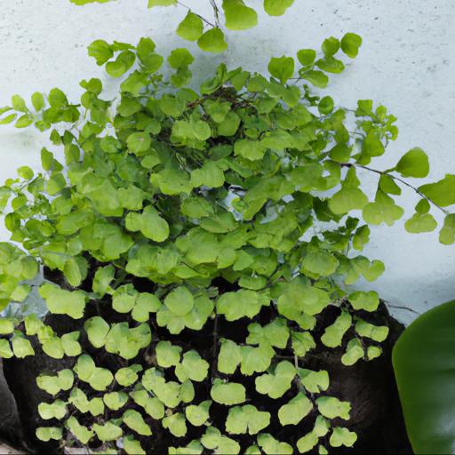 Common problems with adiantum raddianum kensington gem