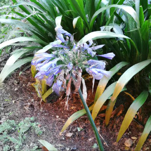 Common problems with agapanthus angela