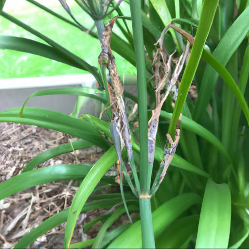 Common problems with agapanthus campanulatus