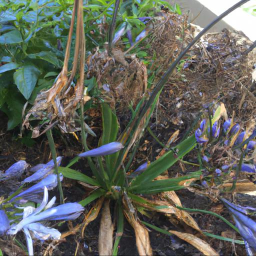 Common problems with agapanthus dr brouwer