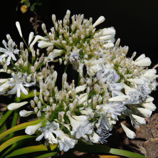 Common problems with agapanthus little dutch white