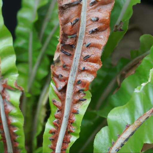 Common problems with asplenium scolopendrium