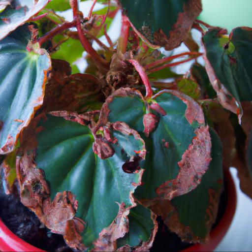 Common problems with begonia madame richard galle