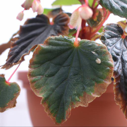 Common problems with begonia peardrop