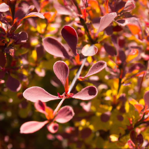 Common problems with berberis thunbergii cheals scarlet