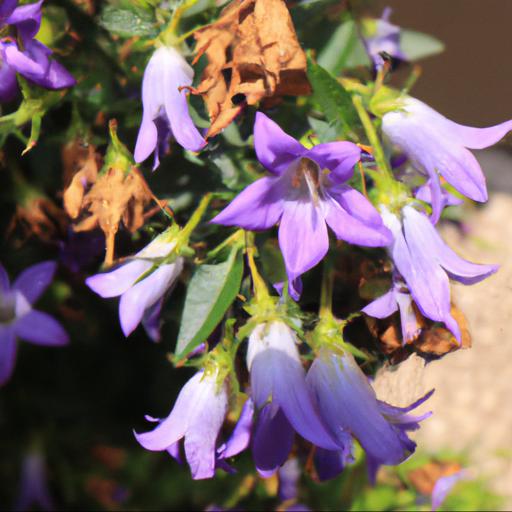 Common problems with campanula carpatica weisse clips