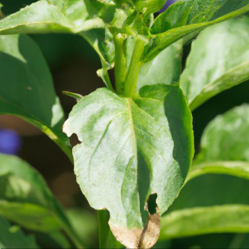 Common problems with campanula lactiflora prichards variety