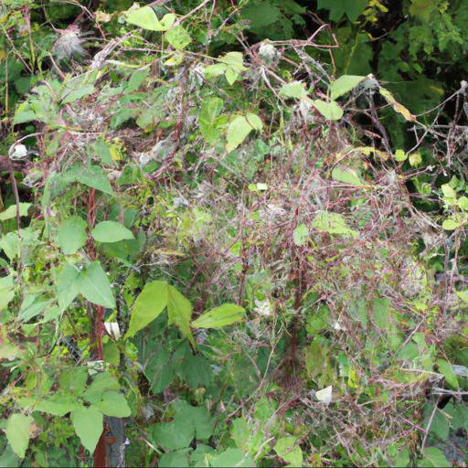 Common problems with clematis jackmanii