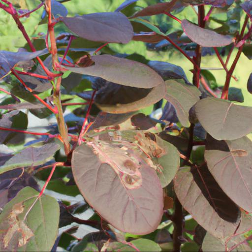 Common problems with cotinus coggygria velvet cloak