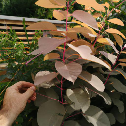 Common problems with cotinus grace