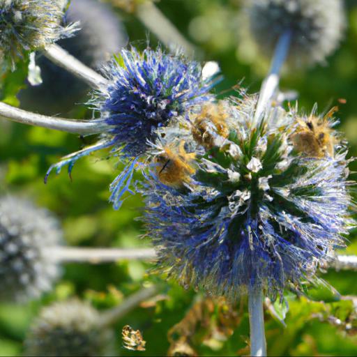 Common problems with echinops bannaticus taplow blue