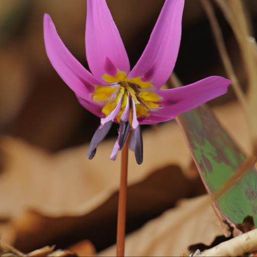 Common problems with erythronium dens canis