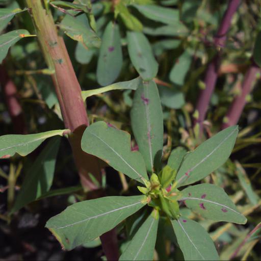 Common problems with euphorbia characias subsp