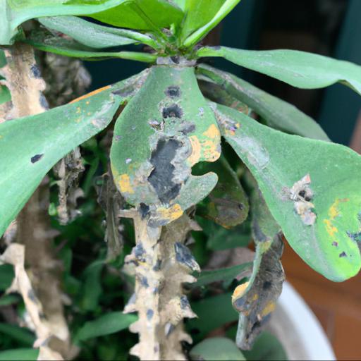 Common problems with euphorbia diamond frost