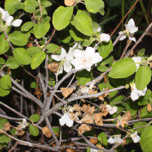 Common problems with exochorda x macrantha the bride