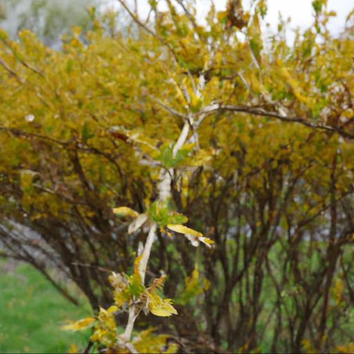 Common problems with forsythia x intermedia spectabilis