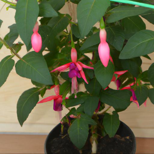 Common problems with fuchsia phyllis and how to solve them