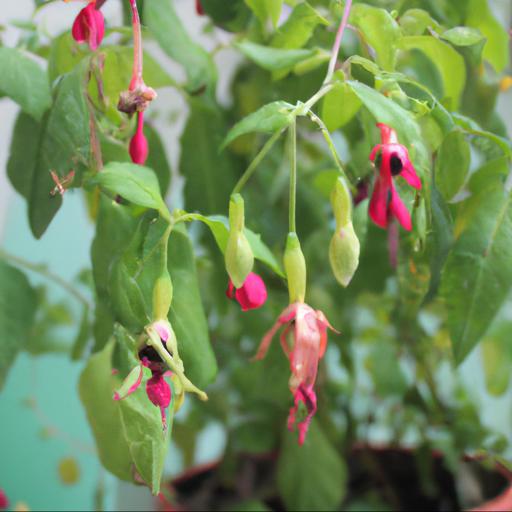 Common problems with fuchsia thymifolia