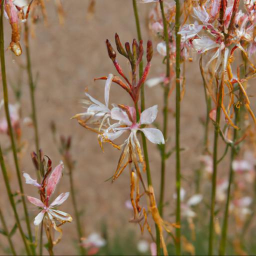 Common problems with gaura lindheimeri gaudwwhi (geyser series)