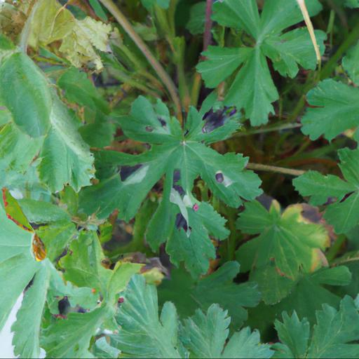 Common problems with geranium macrorrhizum ingwersens variety