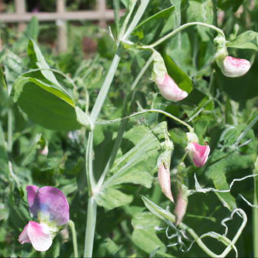 Common problems with growing lathyrus odoratus wiltshire ripple