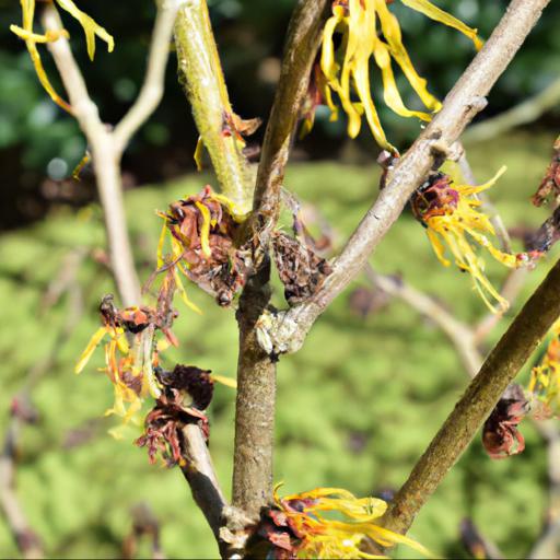 Common problems with hamamelis x intermedia aphrodite