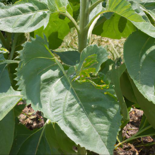 Common problems with helianthus annuus double shine