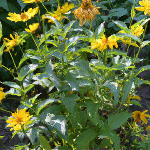 Common problems with heliopsis sweet sunshine