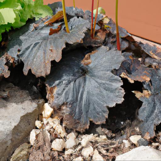 Common problems with heuchera blackout and how to solve them