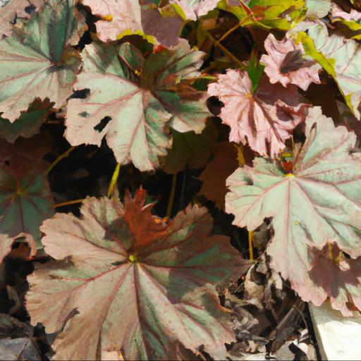 Common problems with heuchera plum royale