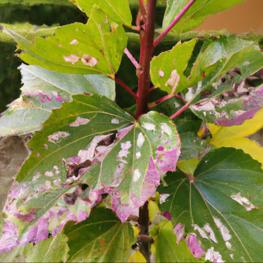 Common problems with hibiscus sinosyriacus lilac queen