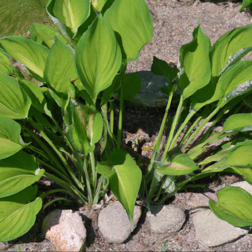 Common problems with hosta proud sentry