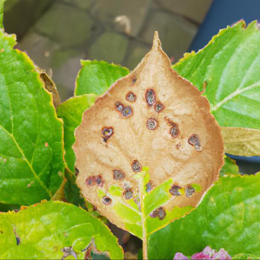 Common problems with hydrangea macrophylla king george