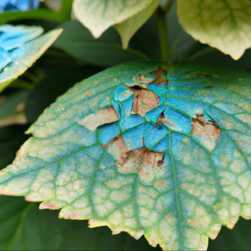 Common problems with hydrangea macrophylla magical jade