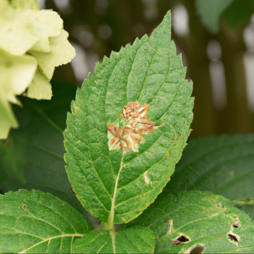 Common problems with hydrangea macrophylla rotschwanz