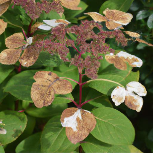 Common problems with hydrangea paniculata burgundy lace