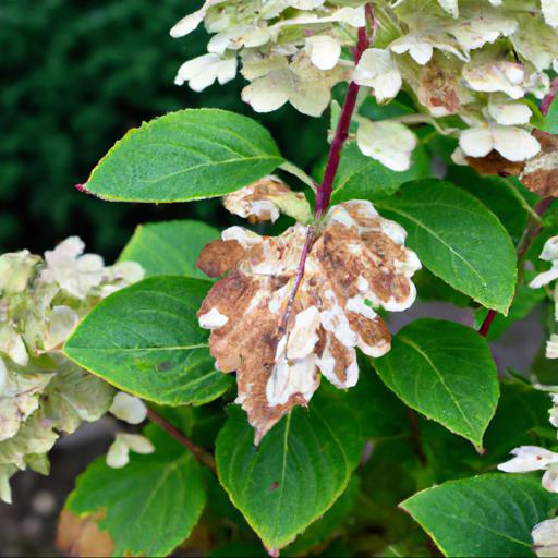 Common problems with hydrangea paniculata phantom